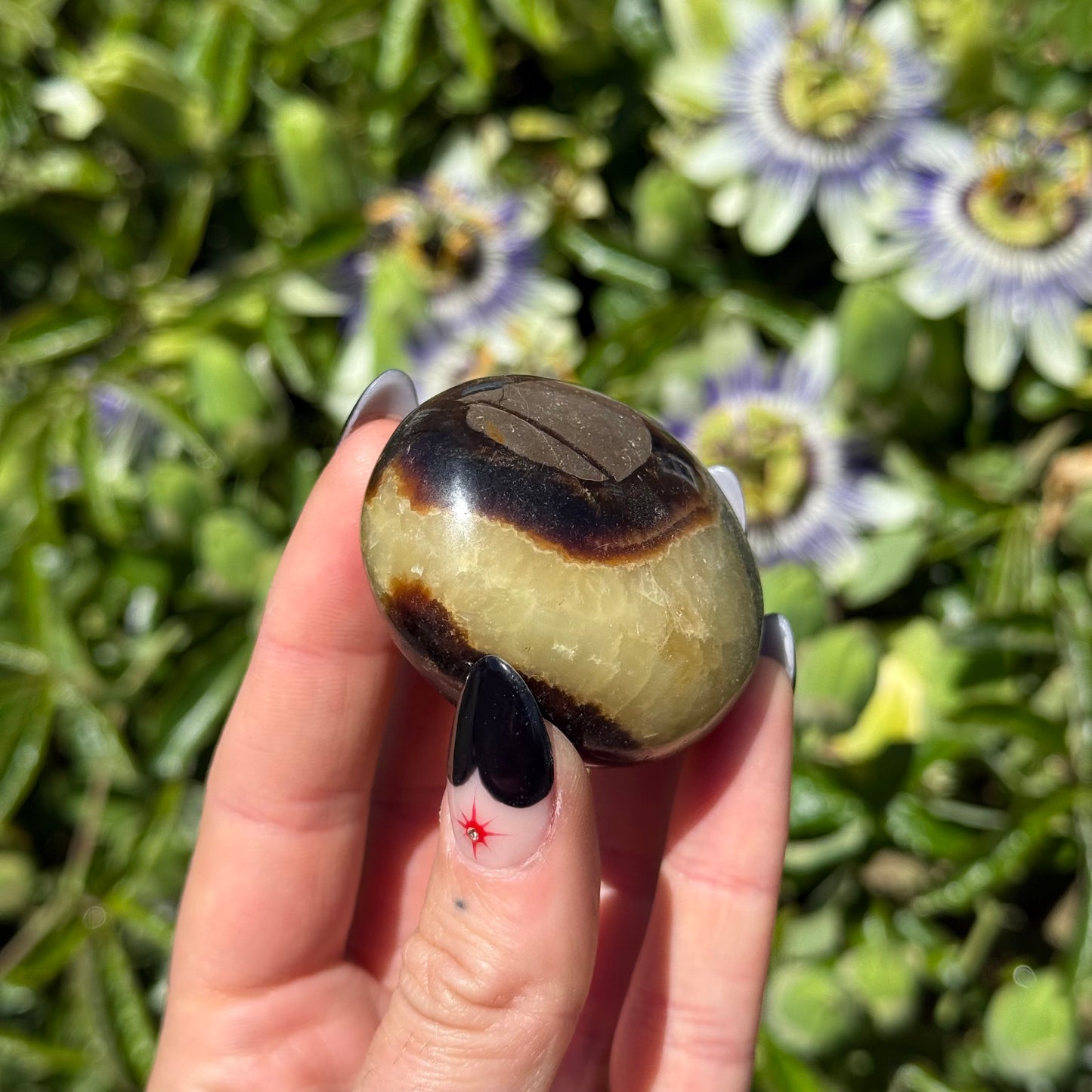 Septarian Palm Stone