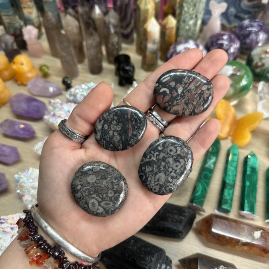 1pcs Crenoid Jasper Palm Stone