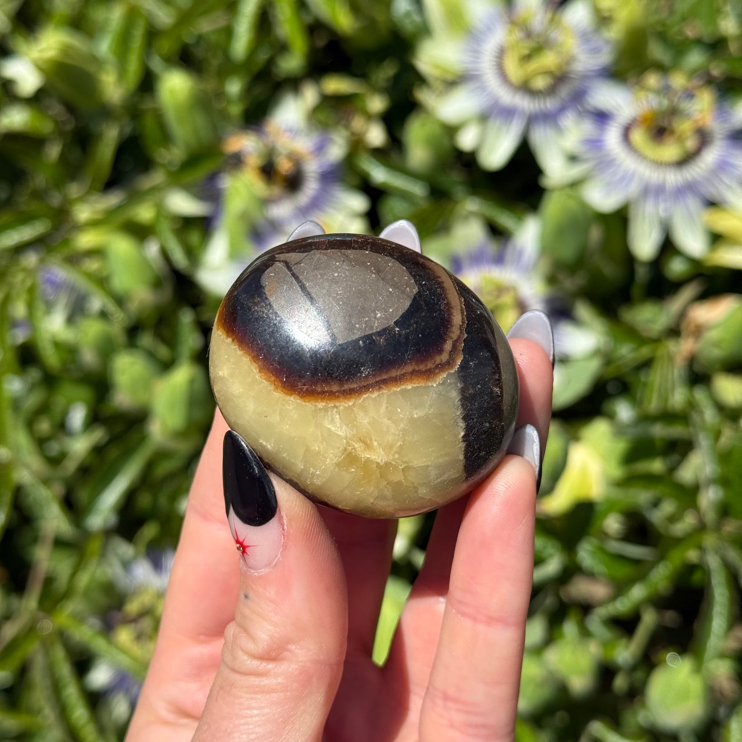 Septarian Palm Stone