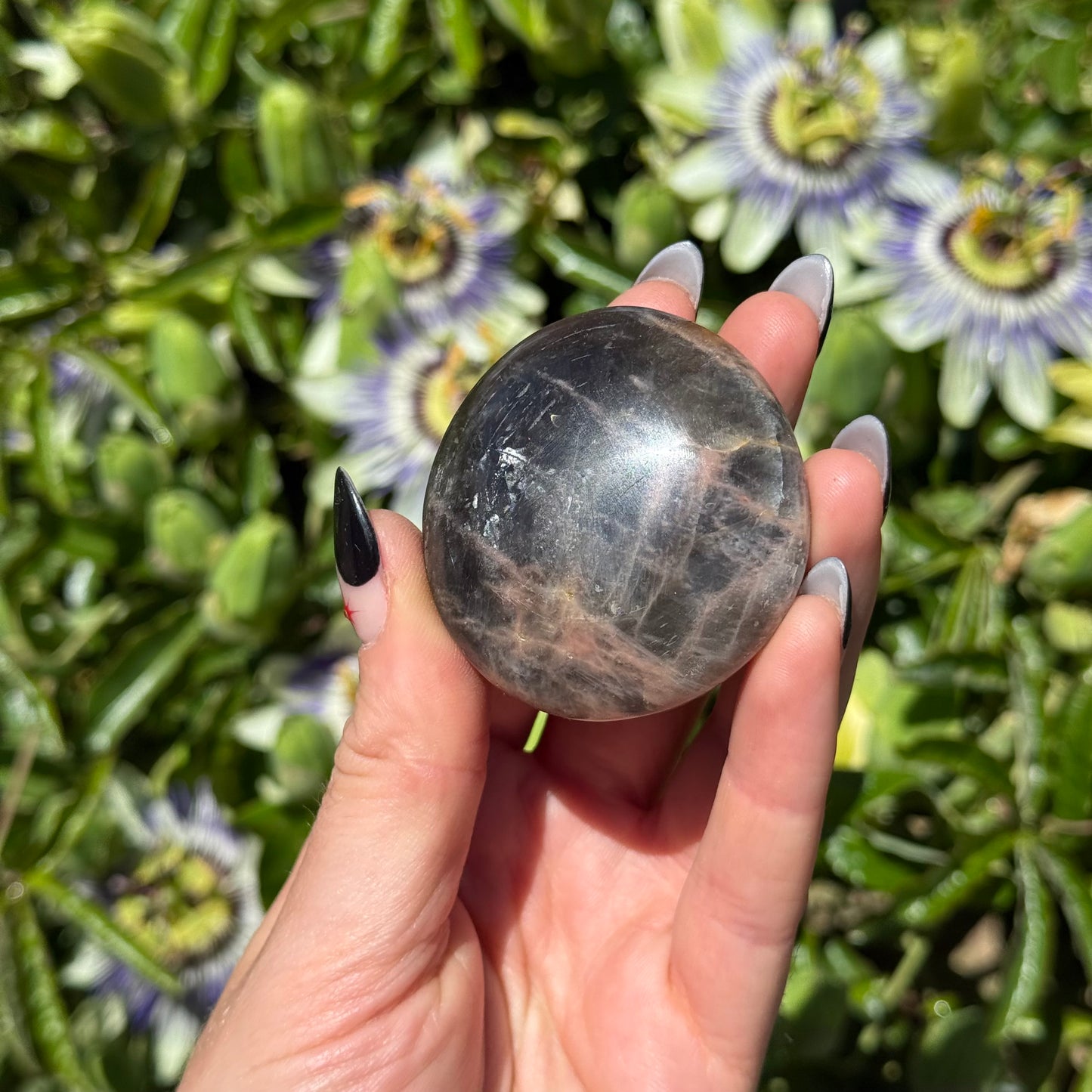 Black Moonstone Palm