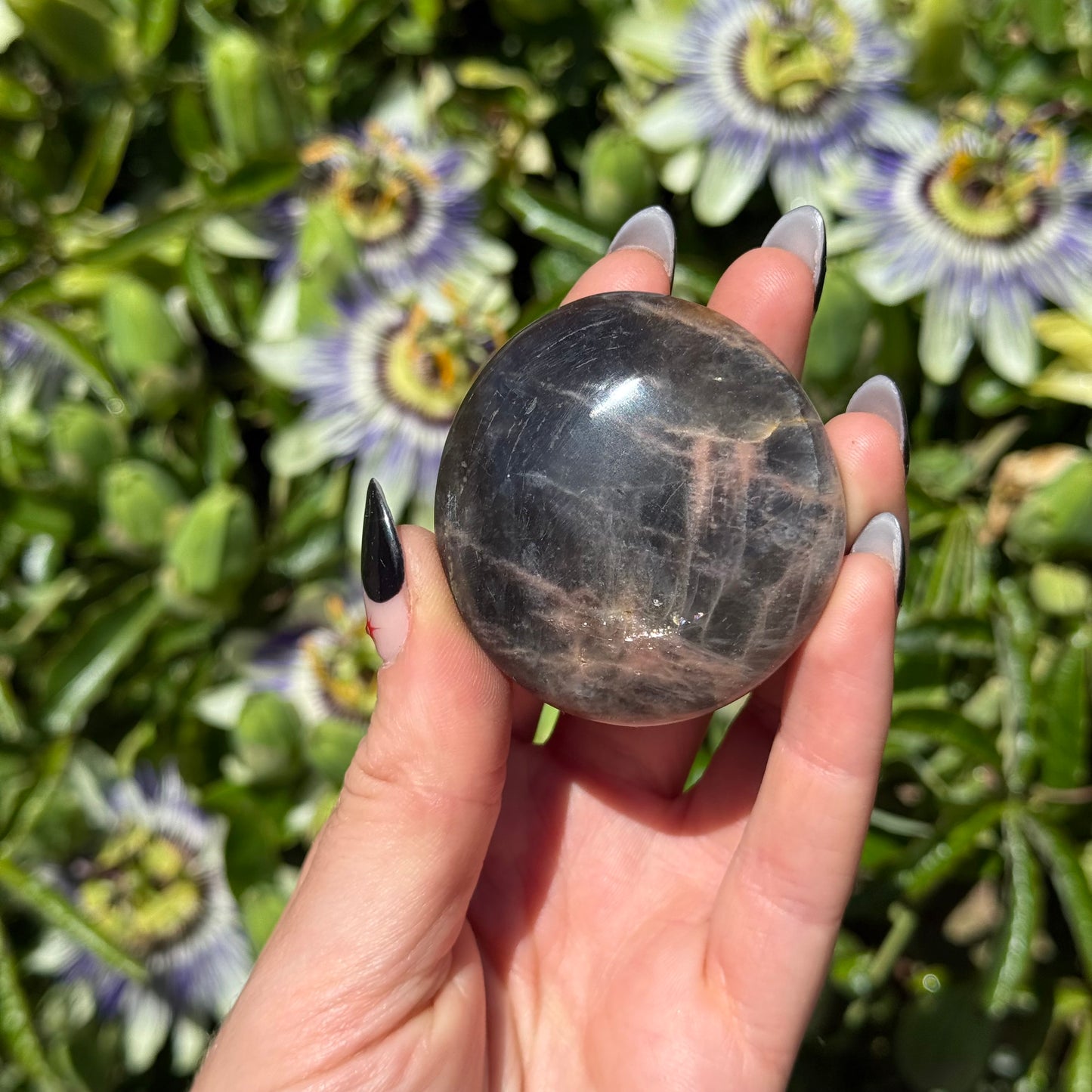 Black Moonstone Palm