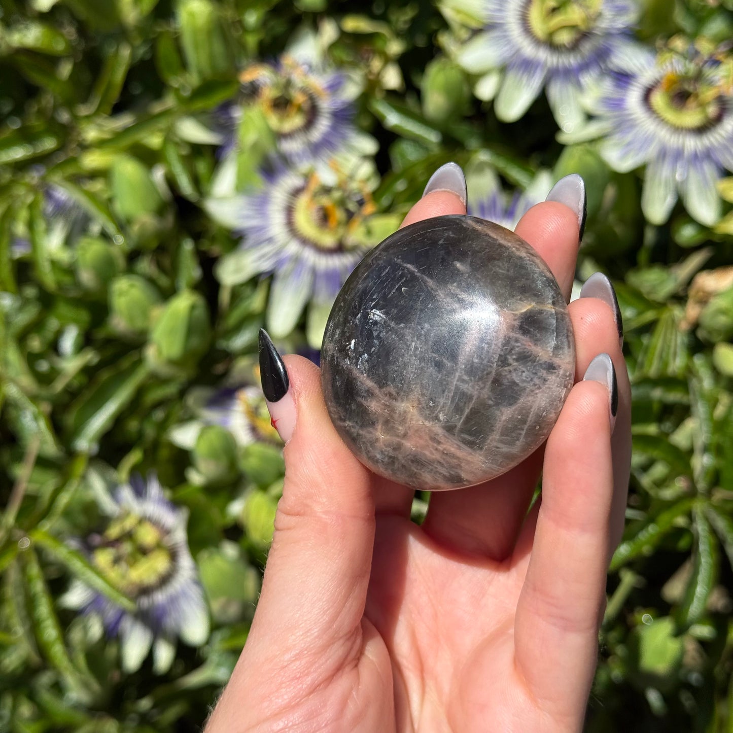 Black Moonstone Palm