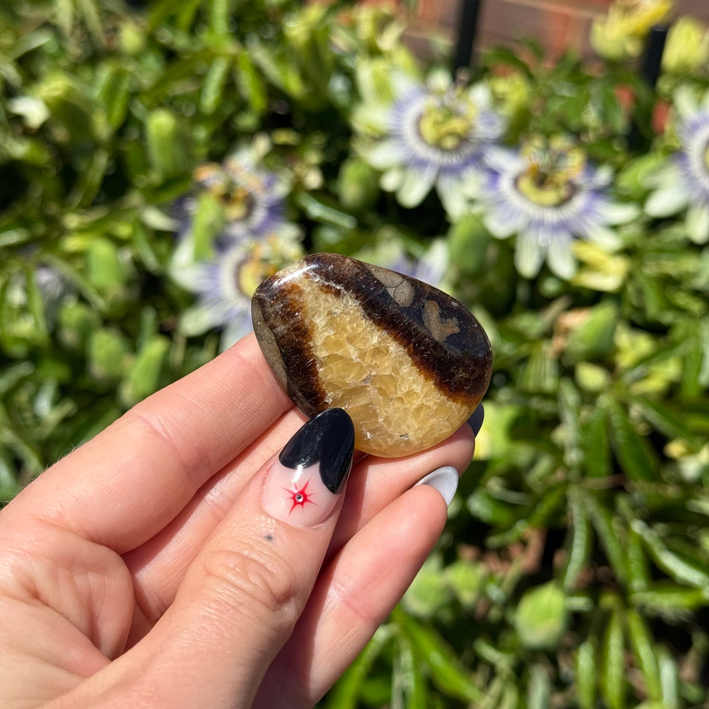 Septarian Palm Stone