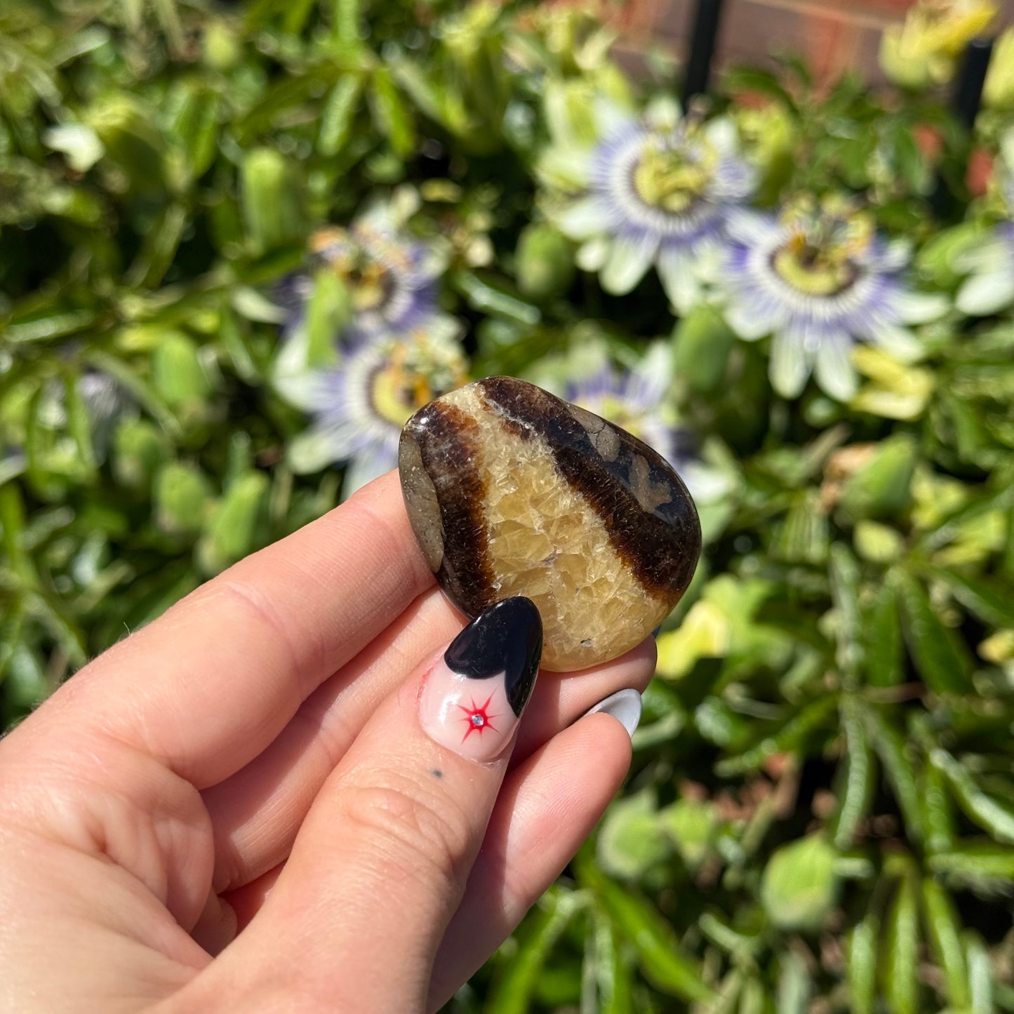 Septarian Palm Stone