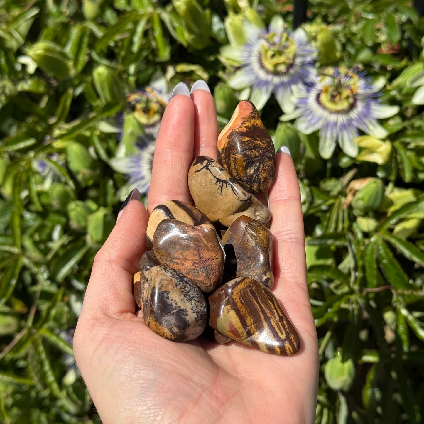 1pcs Tumbled Nguni Jasper